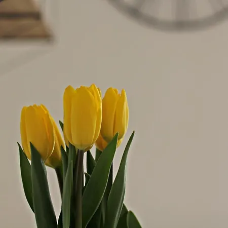 Cozy Dreams Apartment